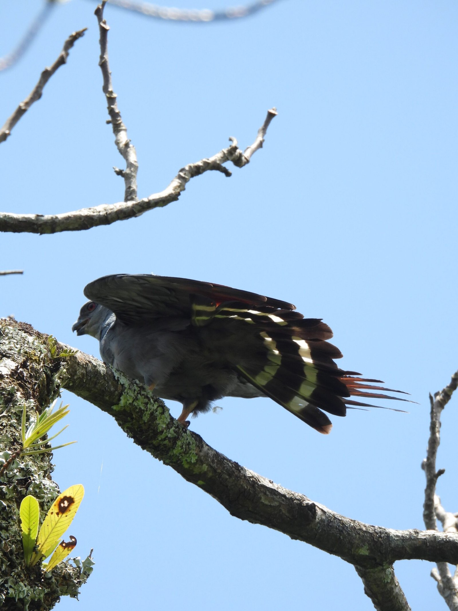 Sloth Watching Tour - Image 9