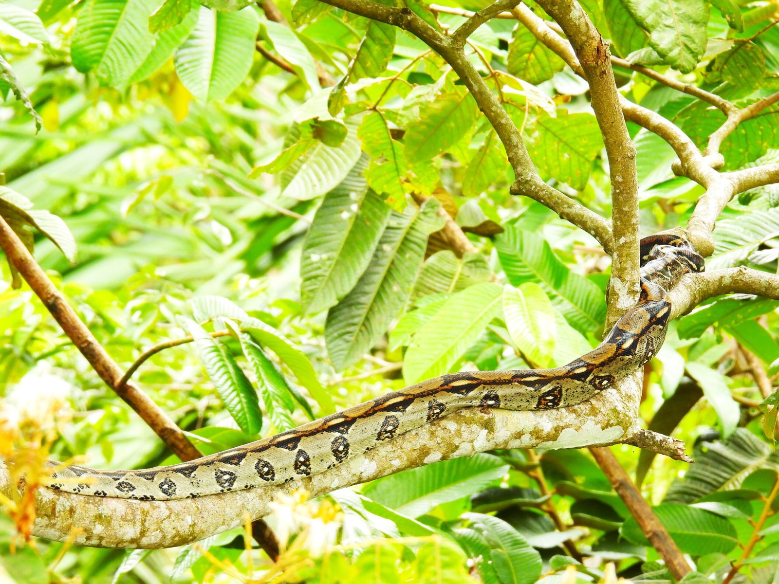 Sloth Watching Tour - Image 8