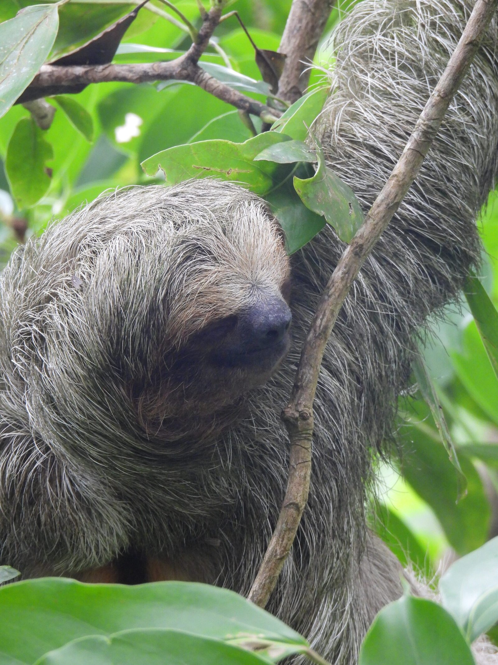 Sloth Watching Tour - Image 7