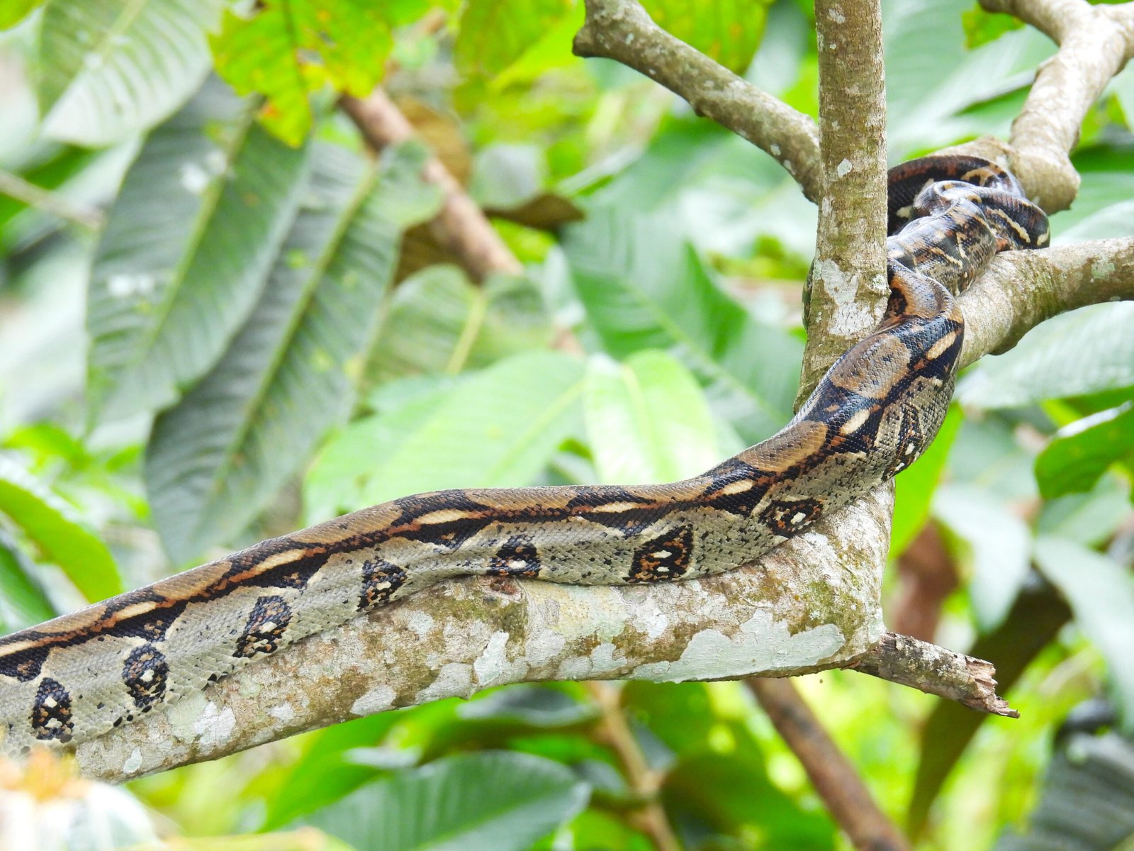 Sloth Watching Tour - Image 5