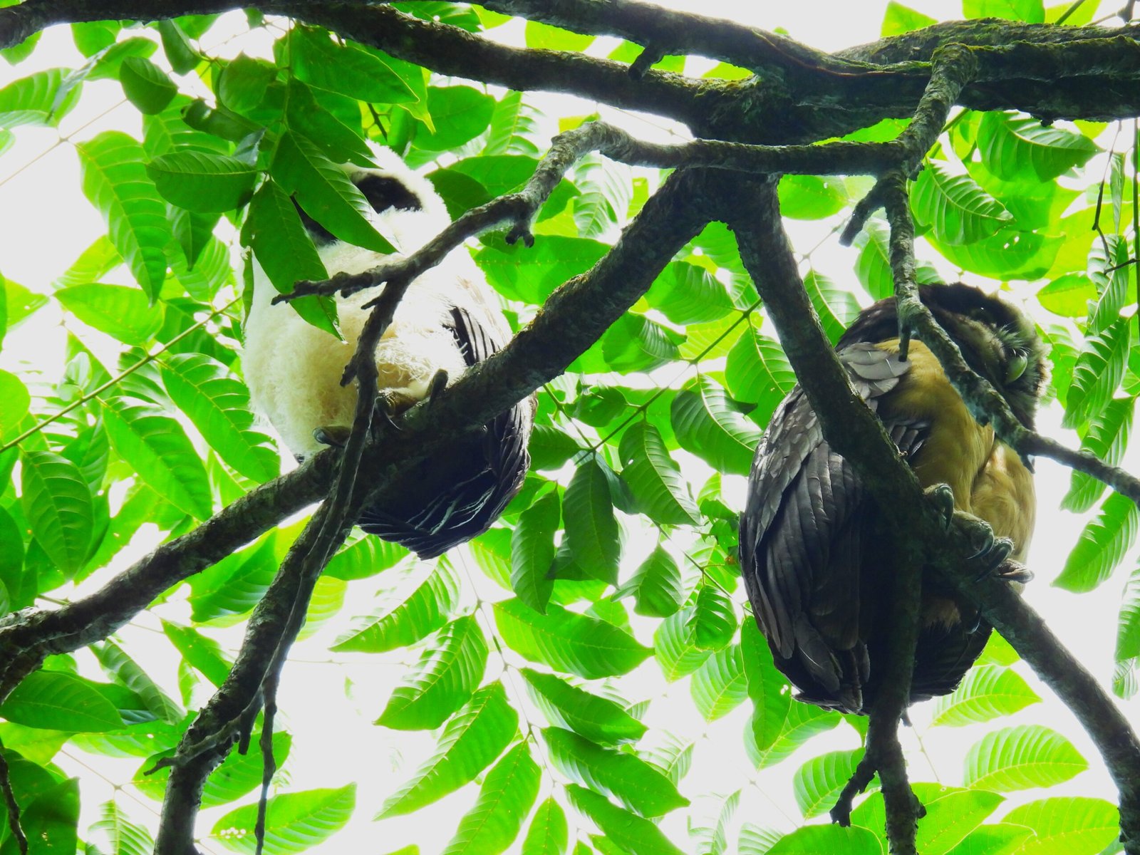 Sloth Watching Tour - Image 3