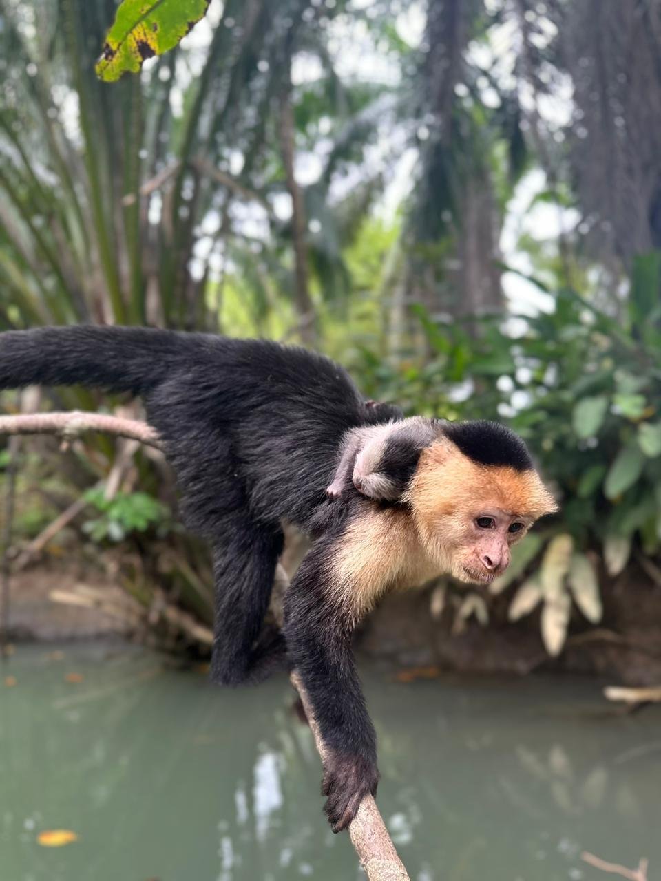 Monkey Mangrove Tour
