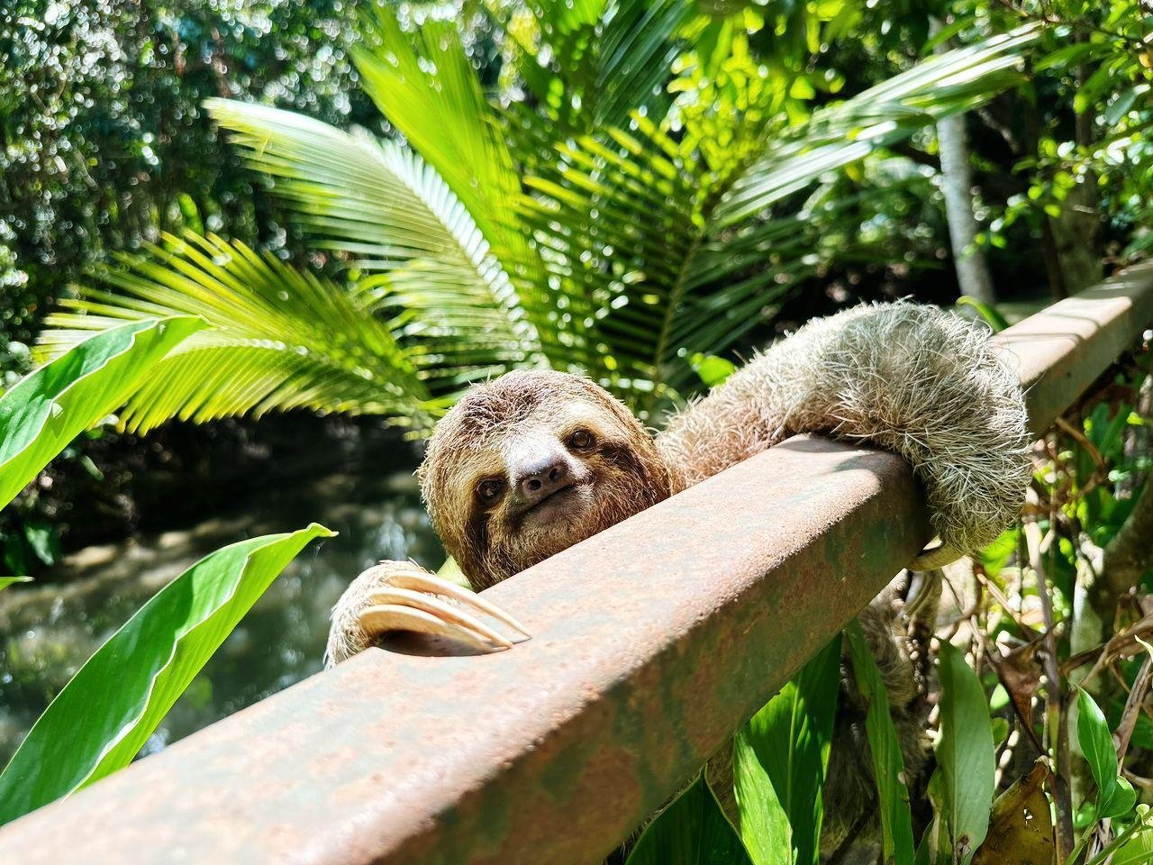 Monkey Mangrove Tour - Image 3