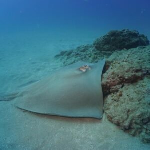 Central Pacific Scuba Diving Tour – Punta Leona