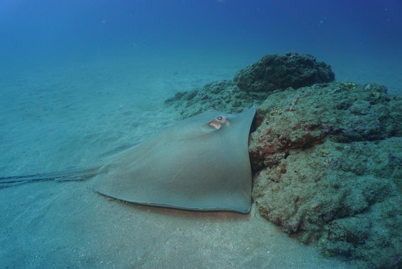 Central Pacific Scuba Diving Tour – Punta Leona