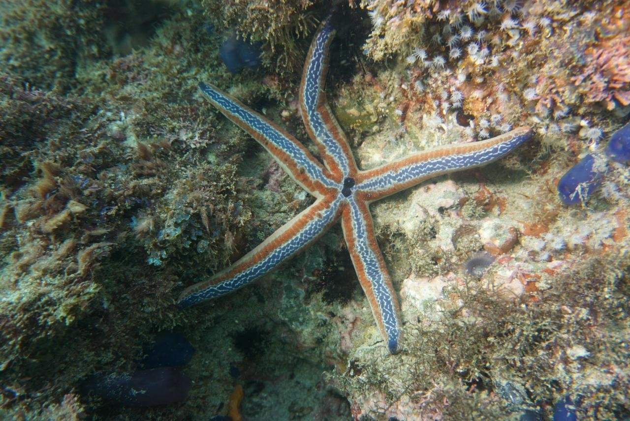 Central Pacific Scuba Diving Tour – Isla Tortuga - Image 3
