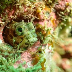 Central Pacific Certified Scuba Diving Tour – Punta Leona