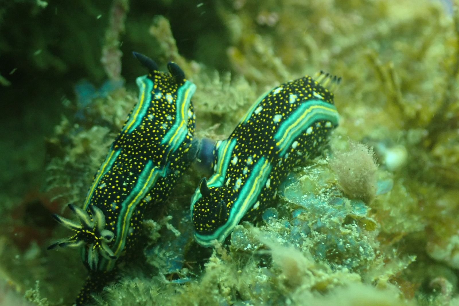 Central Pacific Certified Scuba Diving Tour – Isla Tortuga