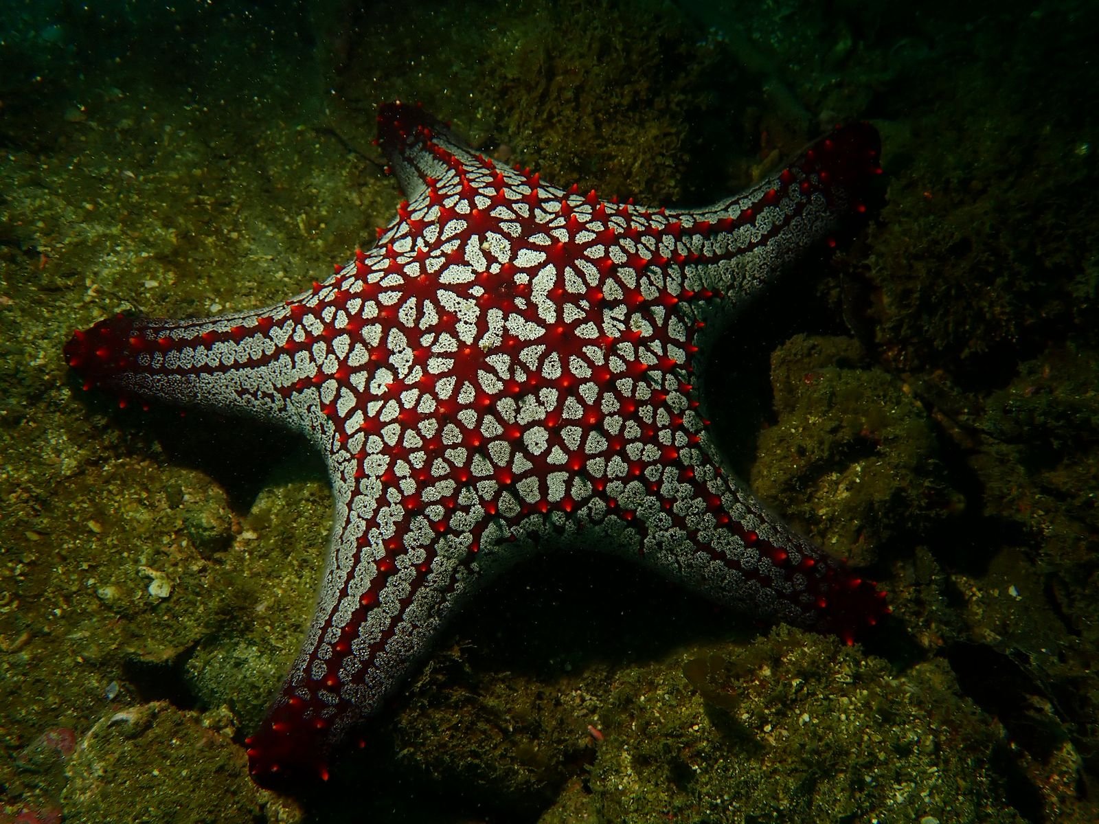 Central Pacific Certified Scuba Diving Tour – Isla Tortuga - Image 3